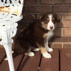 Border Collie Puppy Duke