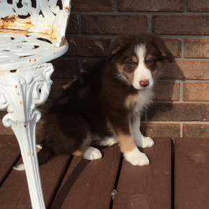 Border Collie Puppy Duke
