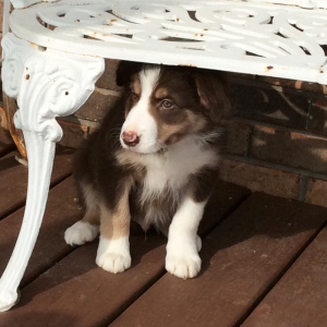 Border Collie Puppy Duke