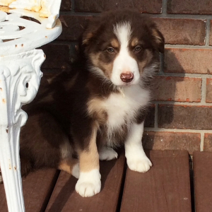 Border Collie Puppy Duke