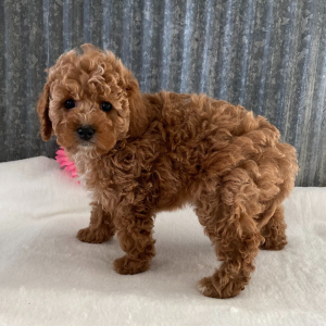 Cockapoo Puppy Charlotte