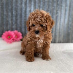 Cockapoo Puppy Charlotte