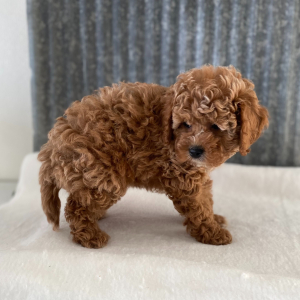 Cockapoo Puppy Charlotte
