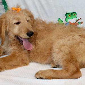 Goldendoodle Puppy Marky