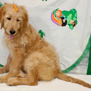 Goldendoodle Puppy Marky