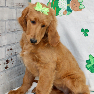 Goldendoodle Puppy Margaret