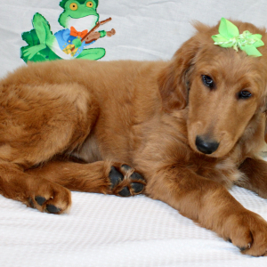 Goldendoodle Puppy Margaret
