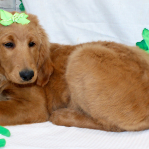 Goldendoodle Puppy Margaret