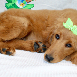 Goldendoodle Puppy Margaret