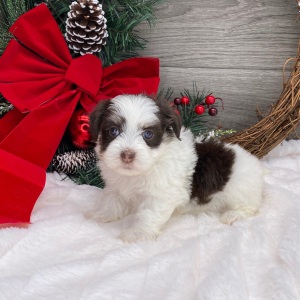 Havanese Puppy Chelsea