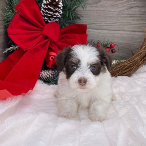 Havanese Puppy Chelsea