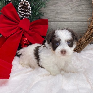 Havanese Puppy Chelsea