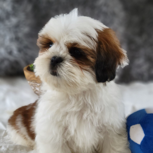 Shih Tzu Puppy Boofle