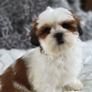 Shih Tzu Puppy Boofle