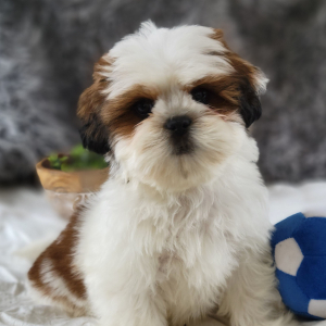 Shih Tzu Puppy Boofle