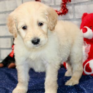 Goldendoodle Puppy Sly