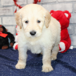 Goldendoodle Puppy Sly