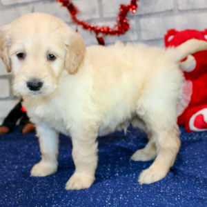 Goldendoodle Puppy Sly
