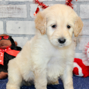 Goldendoodle Puppy Sly