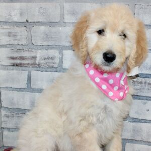 Goldendoodle Puppy Sassy
