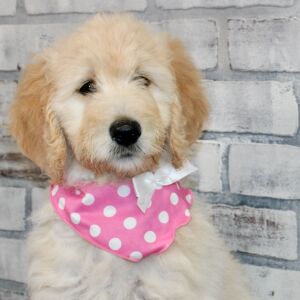 Goldendoodle Puppy Sassy