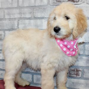 Goldendoodle Puppy Sassy