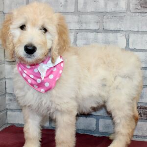 Goldendoodle Puppy Sassy