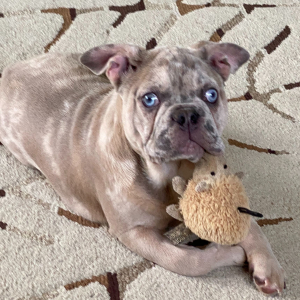 French Bulldog Puppy Roameo