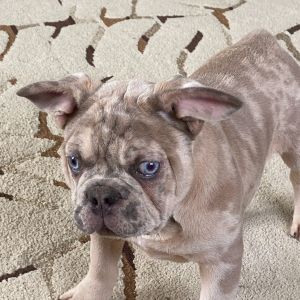 French Bulldog Puppy Roameo