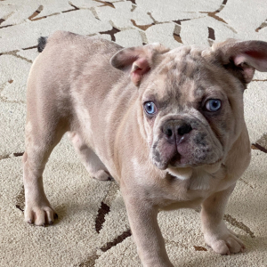 French Bulldog Puppy Roameo