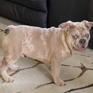 French Bulldog Puppy Roameo
