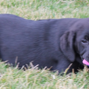 Labrador Retriever Puppy Derrick