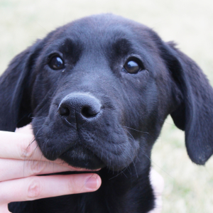 Labrador Retriever Puppy Derrick