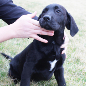 Labrador Retriever Puppy Derrick