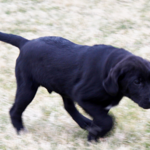 Labrador Retriever Puppy Derrick