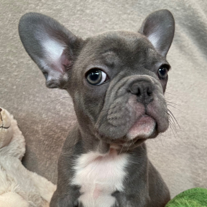 French Bulldog Puppy Sweet Alice