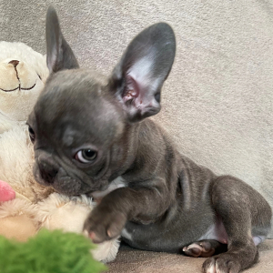 French Bulldog Puppy Sweet Alice