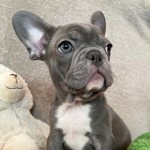 French Bulldog Puppy Sweet Alice