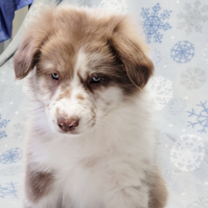 Australian Shepherd Puppy Layla
