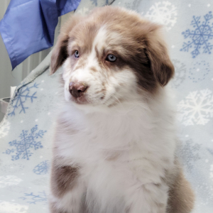 Australian Shepherd Puppy Layla