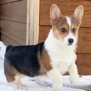 Pembroke Welsh Corgi Puppy Jules