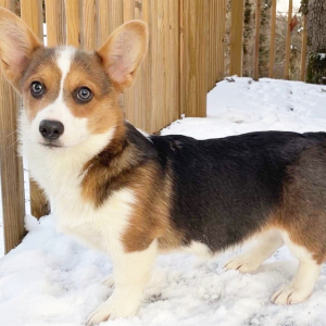 Pembroke Welsh Corgi Puppy Jules