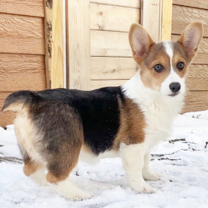 Pembroke Welsh Corgi Puppy Jules