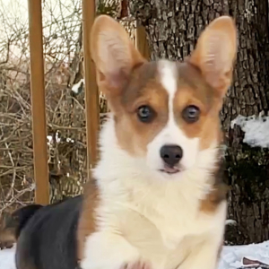 Pembroke Welsh Corgi Puppy Jules