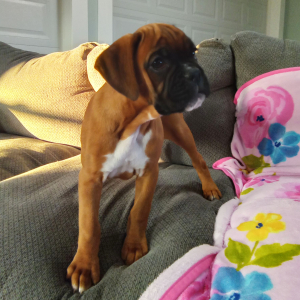 Boxer Puppy Joslyn