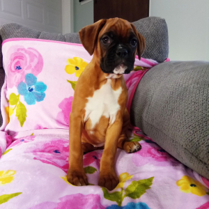 Boxer Puppy Joslyn