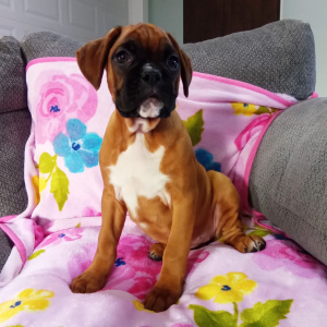 Boxer Puppy Joslyn