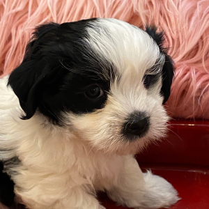Coton de Tulear Puppy Buddy