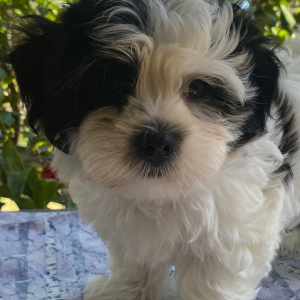 Coton de Tulear Puppy Buddy