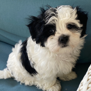 Coton de Tulear Puppy Buddy